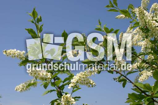 Blueten-Fruehlingshimmel.jpg